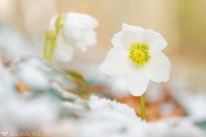 Helleborus niger / Schneerose