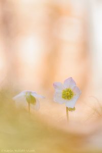 Helleborus niger / Schneerose