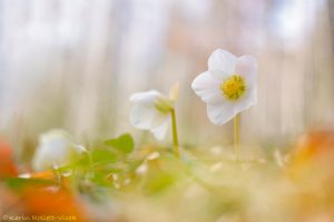 Helleborus niger / Schneerose