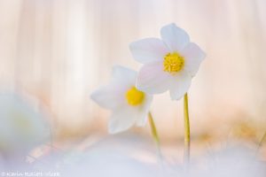 Helleborus niger / Schneerose