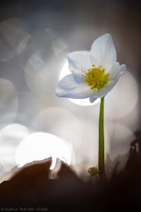 Helleborus niger / Schneerose