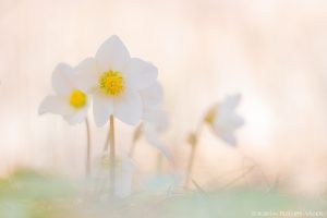 Helleborus niger / Schneerose