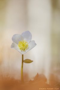 Helleborus niger / Schneerose