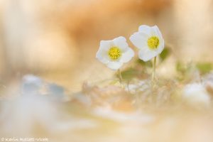 Helleborus niger / Schneerose