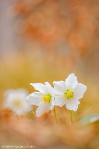 Helleborus niger / Schneerose