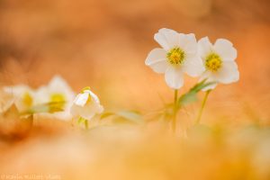 Helleborus niger / Schneerose