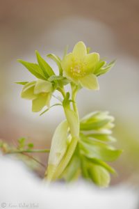 Helleborus viridis / Grüne Schneerose