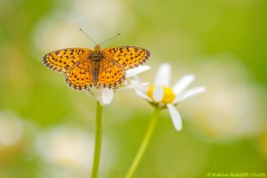 Brenthis hecate / Saumfleck-Perlmuttfalter / twin-spot fritillary