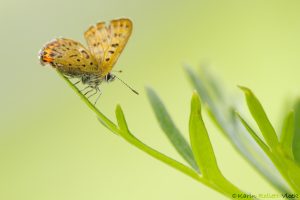 Lycaena helle / Blauschillernder Feuerfalter / Violet copper