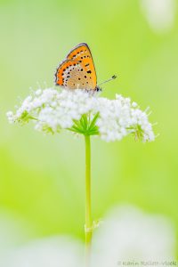 Lycaena helle / Blauschillernder Feuerfalter / Violet copper