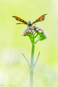 Lycaena helle / Blauschillernder Feuerfalter / Violet copper