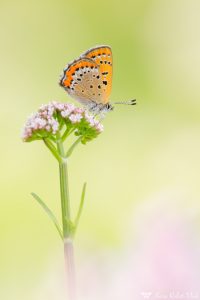 Lycaena helle / Blauschillernder Feuerfalter / Violet copper