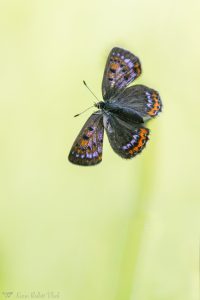 Lycaena helle / Blauschillernder Feuerfalter / Violet copper