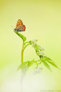 Lycaena helle / Blauschillernder Feuerfalter / Violet copper