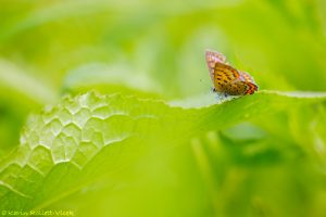 Lycaena helle / Blauschillernder Feuerfalter / Violet copper