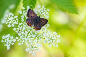 Lycaena helle / Blauschillernder Feuerfalter / Violet copper