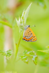 Lycaena helle / Blauschillernder Feuerfalter / Violet copper