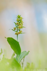 Epipactis helleborine / Breitblättrige Stendelwurz / Broad-leaved helleborine