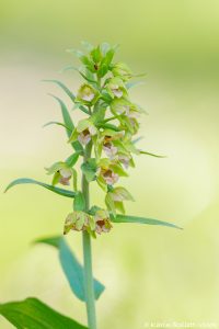 Epipactis helleborine / Breitblättrige Stendelwurz / Broad-leaved helleborine