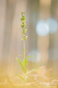 Epipactis helleborine / Breitblättrige Stendelwurz / Broad-leaved helleborine