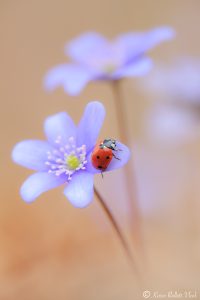 Anemone hepatica - Hepatica nobilis / Leberblümchen