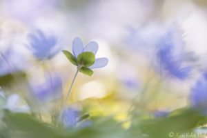 Anemone hepatica - Hepatica nobilis / Leberblümchen