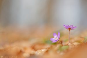 Anemone hepatica - Hepatica nobilis / Leberblümchen