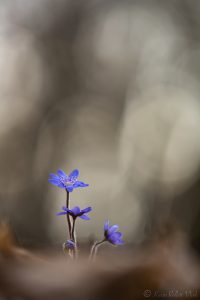 Anemone hepatica - Hepatica nobilis / Leberblümchen