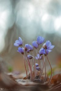 Anemone hepatica - Hepatica nobilis / Leberblümchen