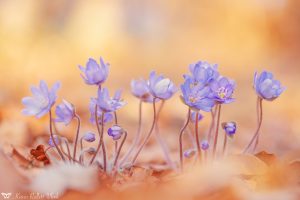 Anemone hepatica - Hepatica nobilis / Leberblümchen