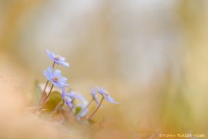 Anemone hepatica - Hepatica nobilis / Leberblümchen