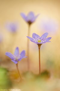 Anemone hepatica - Hepatica nobilis / Leberblümchen