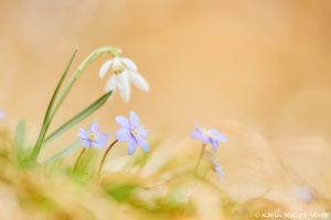 Anemone hepatica - Hepatica nobilis / Leberblümchen