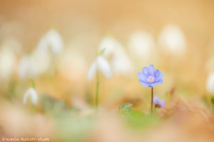 Anemone hepatica - Hepatica nobilis / Leberblümchen