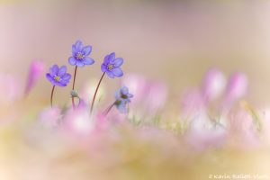 Anemone hepatica - Hepatica nobilis / Leberblümchen