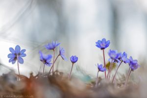 Anemone hepatica - Hepatica nobilis / Leberblümchen