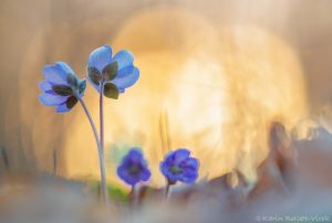 Anemone hepatica - Hepatica nobilis / Leberblümchen