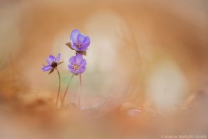 Anemone hepatica - Hepatica nobilis / Leberblümchen