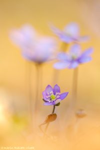 Anemone hepatica - Hepatica nobilis / Leberblümchen