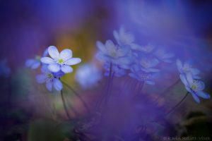 Anemone hepatica - Hepatica nobilis / Leberblümchen