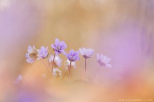 Anemone hepatica - Hepatica nobilis / Leberblümchen