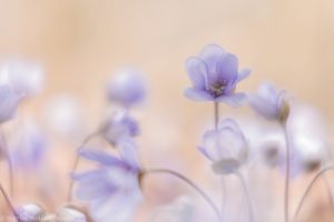 Anemone hepatica - Hepatica nobilis / Leberblümchen