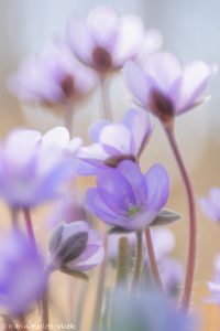 Anemone hepatica - Hepatica nobilis / Leberblümchen