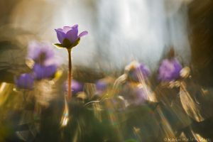 Anemone hepatica - Hepatica nobilis / Leberblümchen