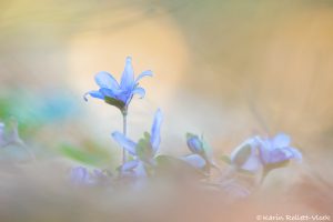 Anemone hepatica - Hepatica nobilis / Leberblümchen