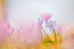 Anemone hepatica - Hepatica nobilis / Leberblümchen