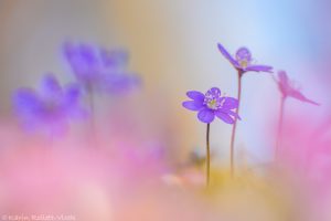 Anemone hepatica - Hepatica nobilis / Leberblümchen