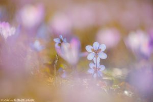 Anemone hepatica - Hepatica nobilis / Leberblümchen