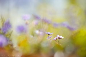 Anemone hepatica - Hepatica nobilis / Leberblümchen