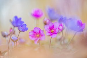 Anemone hepatica - Hepatica nobilis / Leberblümchen